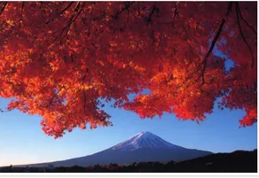 Erable Mt.Fuji "Kaze" - Image 2