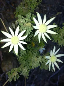 Kurrajong Trails and Cottages - Image 5