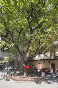 Old tree apartments Savamala 2 - Image 3