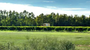 Charming apartment in the heart of a citrus farm. - Image 3