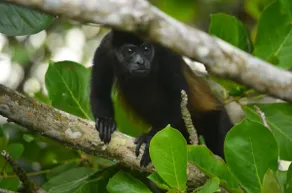 Jungle Paunch - Image 3