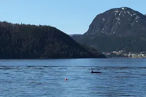 Alone Time in Gros Morne - Image 2