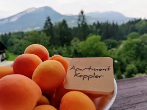 »Apartment Keppler« in herrlicher Panoramalage - Image 5
