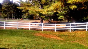 Antiquing, Sturbridge village, and Horses! - Image 4