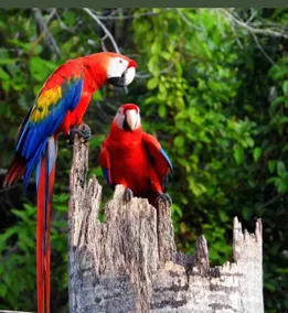 Casa Paraiso – Quepos - Image 2