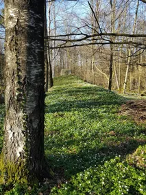 Scenic area with the forest as a neighbor. - Image 3