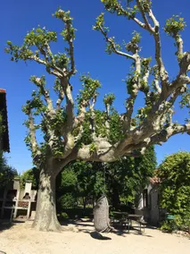 The Jujube Tree - Image 5