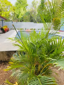Villa Nance, Puntarenas - Image 5