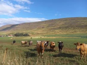 Þòrsmörk farm 12 min from Akureyri - Image 5
