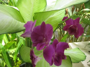 5 Bdrm Garden Home in Heart of Bangkok - Image 4