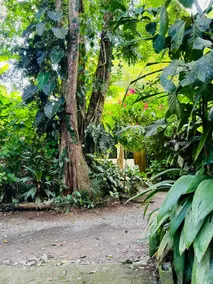 Private Lions Den in Playa Cocles - Image 3