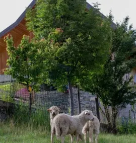 gîtes à la ferme dela le var - Image 2