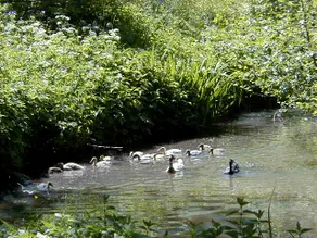Idyllic farm right on the Fulda - Image 3