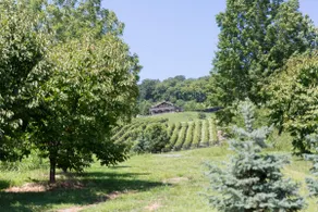 The Stone Cottage at Bluemont Vineyard - Image 4