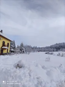 Calm in the middle of the fir trees - Image 3