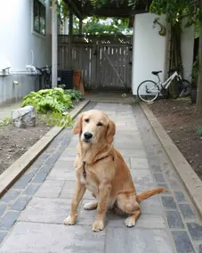 Newly renovated-1 bdrm suite in cute Leslieville - Image 5