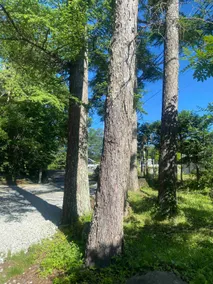 Yatsugatake Log House: Family, Pets & BBQ Fun! - Image 4