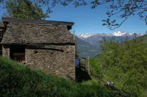 Valtellina/Sondrio – The walnut tree - Image 3