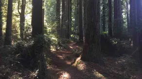 Eureka Redwood Retreat - Image 3