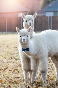Alpaca Adventure - Image 4