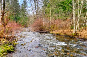 Cedar Cabin - Hot tub, backyard creek, fast wifi - Image 2