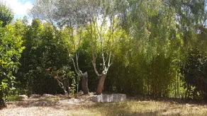 Ground floor apartment in villa full of maquis - Image 4