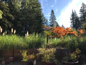 Casita In The Redwoods - Image 2