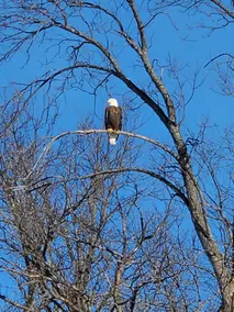 Relax and Enjoy fishing and wildlife on Goose lake - Image 2