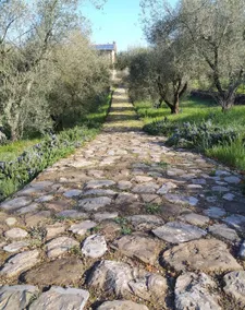 ”Rosmarino” wooden farmhouse among the olive trees - Image 5
