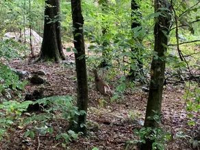 Caleb Cabin, private woods, private hot tub - Image 4
