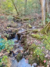 Mountain Creek Cabin VERY private 13 acres with trails, creeks. Bordering USNF! - Image 4