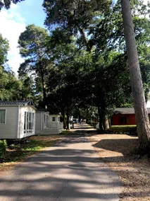 New Forest beauty, Caravan sleeps 6 - Image 5