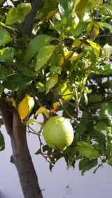 Lemon Tree Cottage - Image 3