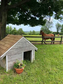 The Manor House@Bran Manor Stables & Horse Rescue. - Image 4