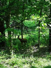 Forest idyll on Bornholm - Image 3