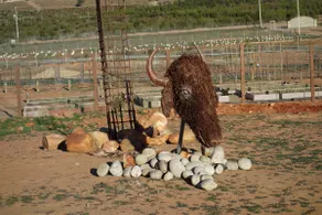 ORGANIC/Guadalupe - Image 5