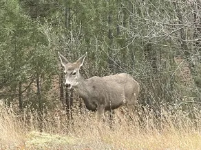 Cozy Getaway in National Forest along Pecos River - Image 5