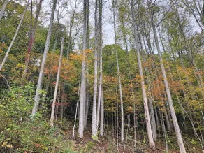 Roan Mountain View Retreat near Appalachian Trail - Image 3