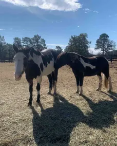 Boutique-Style Pet-Friendly Horse Farm | Fox Den - Image 2