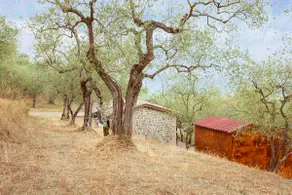 Stunning cottage on the Tuscan hills - Image 5