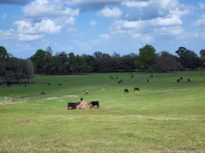 Hilltop Cattle Farm Stay w/pool House - Image 2