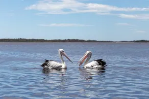 Amazing Ansons Bay remote paradise for the family in the Bay of Fires area - Image 2