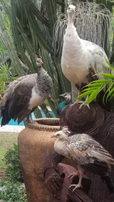 Peacock cottage - Image 4