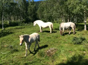 Idyllic traditional farmhouse in fjord district - Image 3