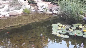 Carp and frogs - Image 2