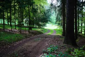 Forester's house on the edge of the forest with a view in the Bavarian Forest - Image 4