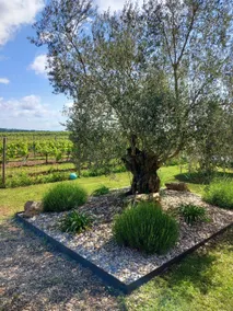 Cozy gîte with garden between vineyards and river - Image 4