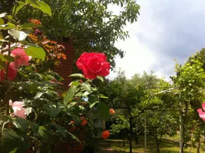 Villa Magnolia - Entire house only for You! - Image 3