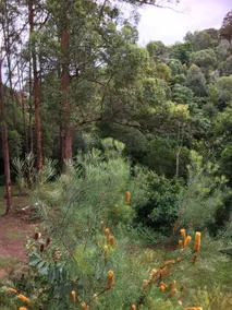 The Country Snug - Noosa Hinterland - Image 5