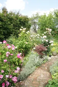 IVY COTTAGE - Image 5